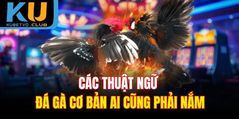 Các thuật ngữ đá gà cơ bản ai cũng phải nắm
