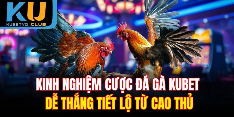 Kinh nghiệm cược đá gà Kubet dễ thắng tiết lộ từ cao thủ
