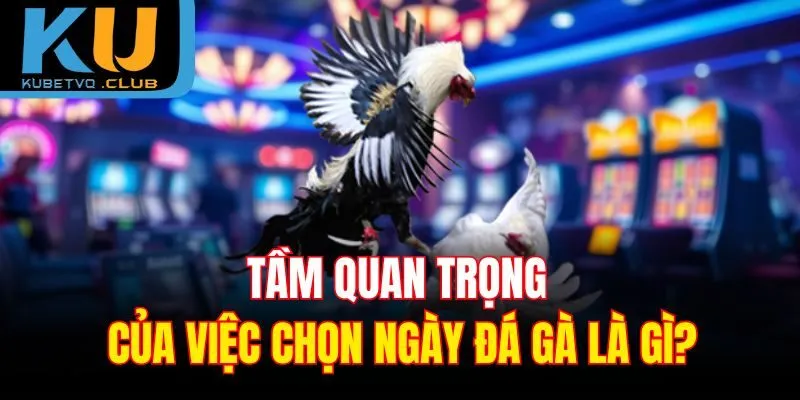 Tầm quan trọng của việc chọn ngày đá gà là gì?