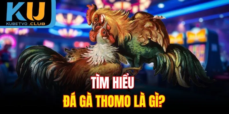 Tìm hiểu đá gà Thomo là gì?