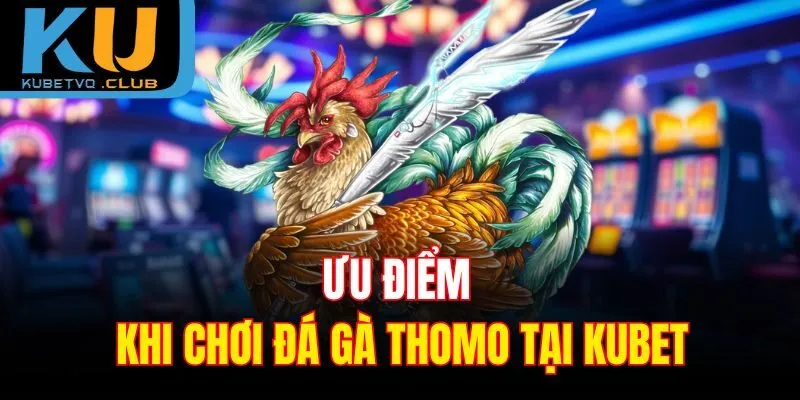 Ưu điểm khi chơi đá gà Thomo tại Kubet